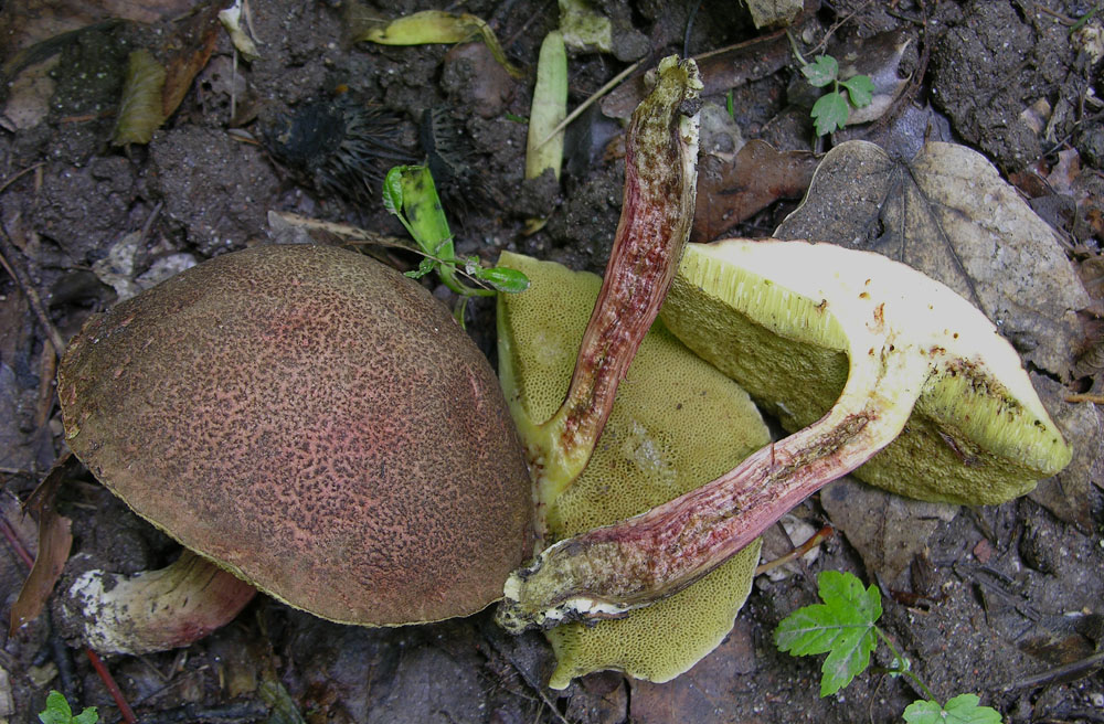 D''accordo per Boletus chrysenteron Bull